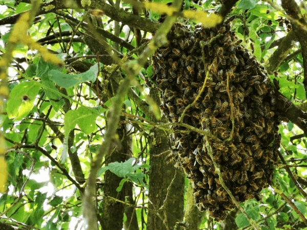 Ein Bienenschwarm hat sich in einem Baum in einer Traube gesammelt