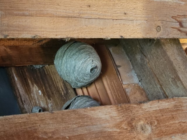 Wespennest auf dem Dachboden
